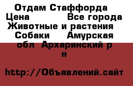 Отдам Стаффорда › Цена ­ 2 000 - Все города Животные и растения » Собаки   . Амурская обл.,Архаринский р-н